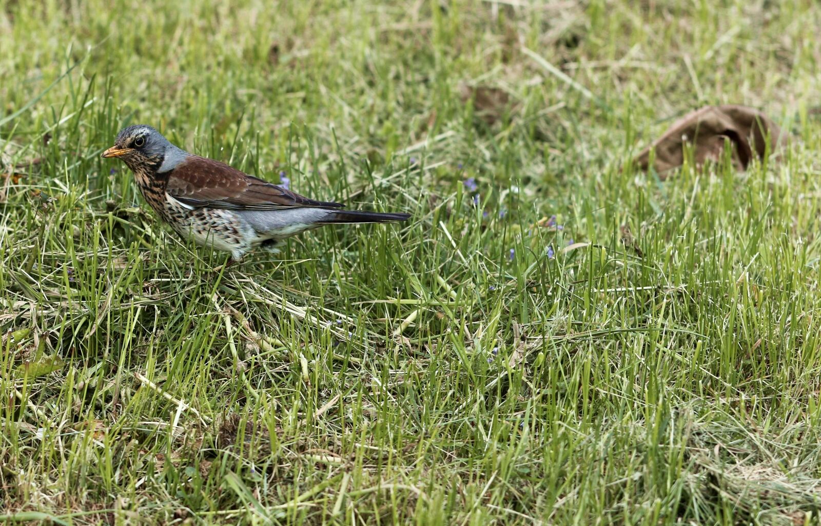 Canon EOS 7D Mark II sample photo. Fieldfare, bird, park photography
