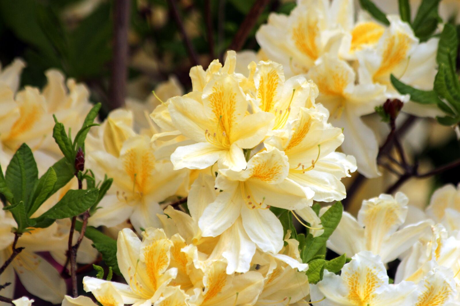 Canon EOS 650D (EOS Rebel T4i / EOS Kiss X6i) sample photo. Rhododendron, plant, bloom photography