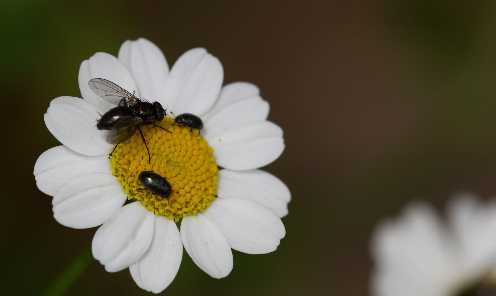 Nikon D5500 sample photo. Daisy, fly, yellow photography