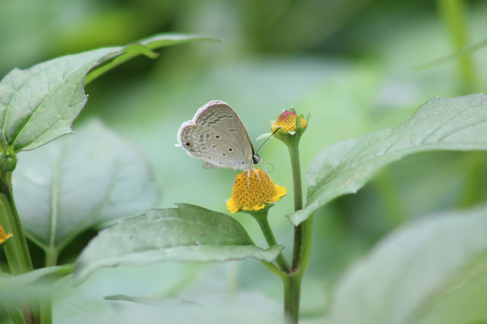 Canon EF75-300mm f/4-5.6 sample photo. Nature, butterfly, wallpaper photography