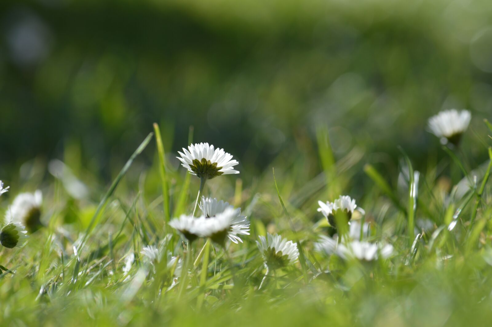 Nikon D3200 sample photo. Daisies, spring, petals photography