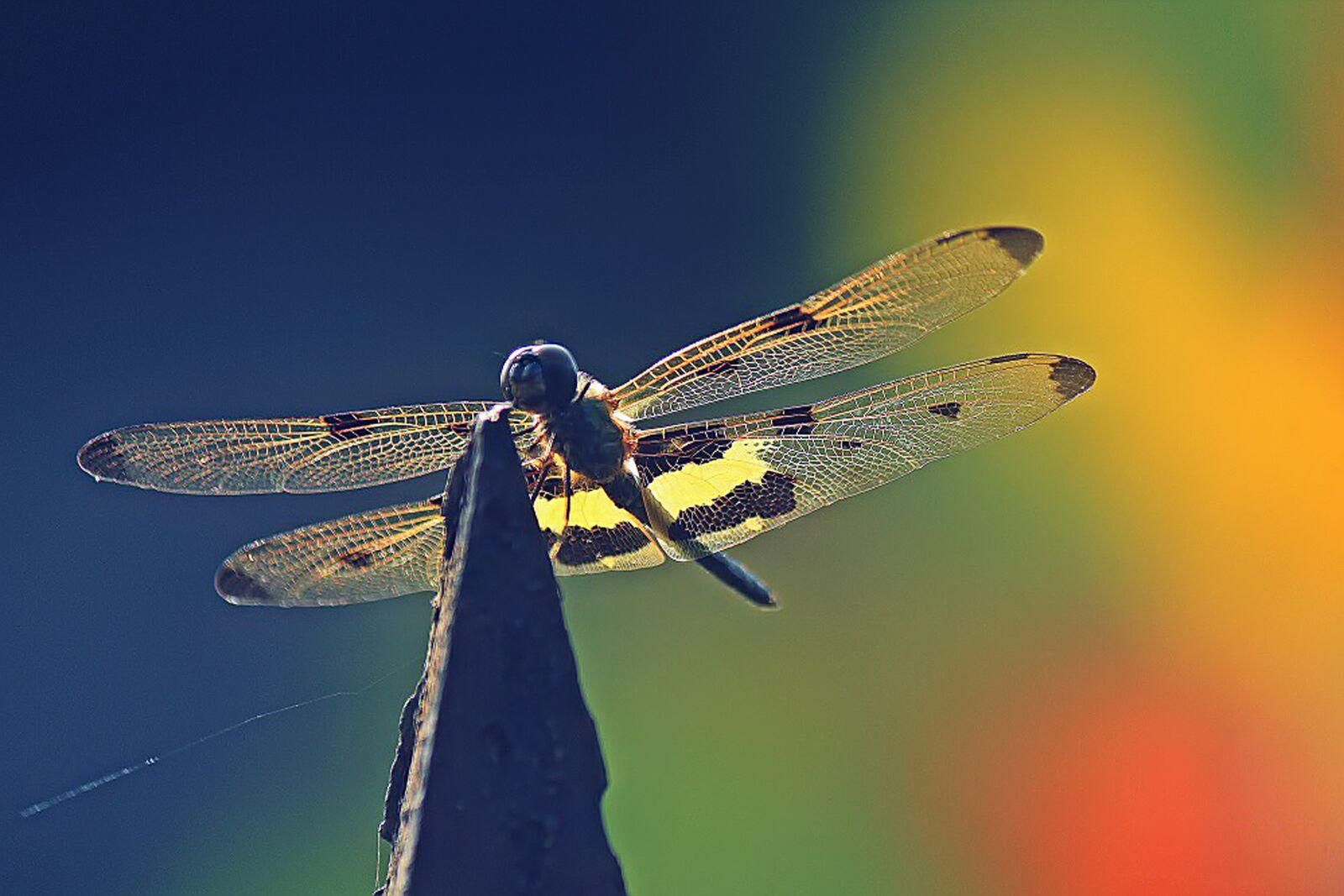 Canon EOS 60D sample photo. Butterflies, nature, butterfly photography