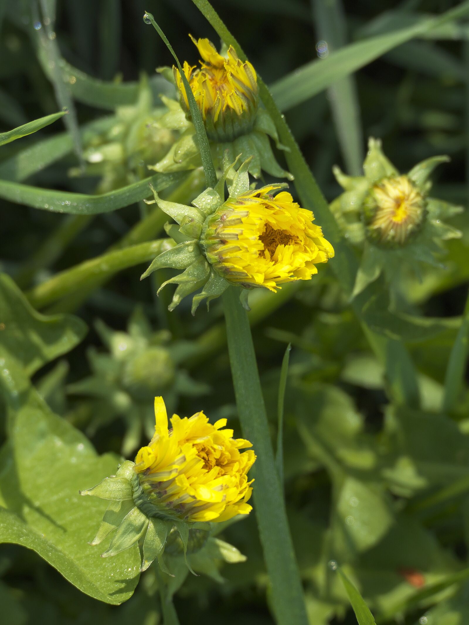 Panasonic Lumix DMC-FZ1000 sample photo. Dandelion, mayflower, flowers photography