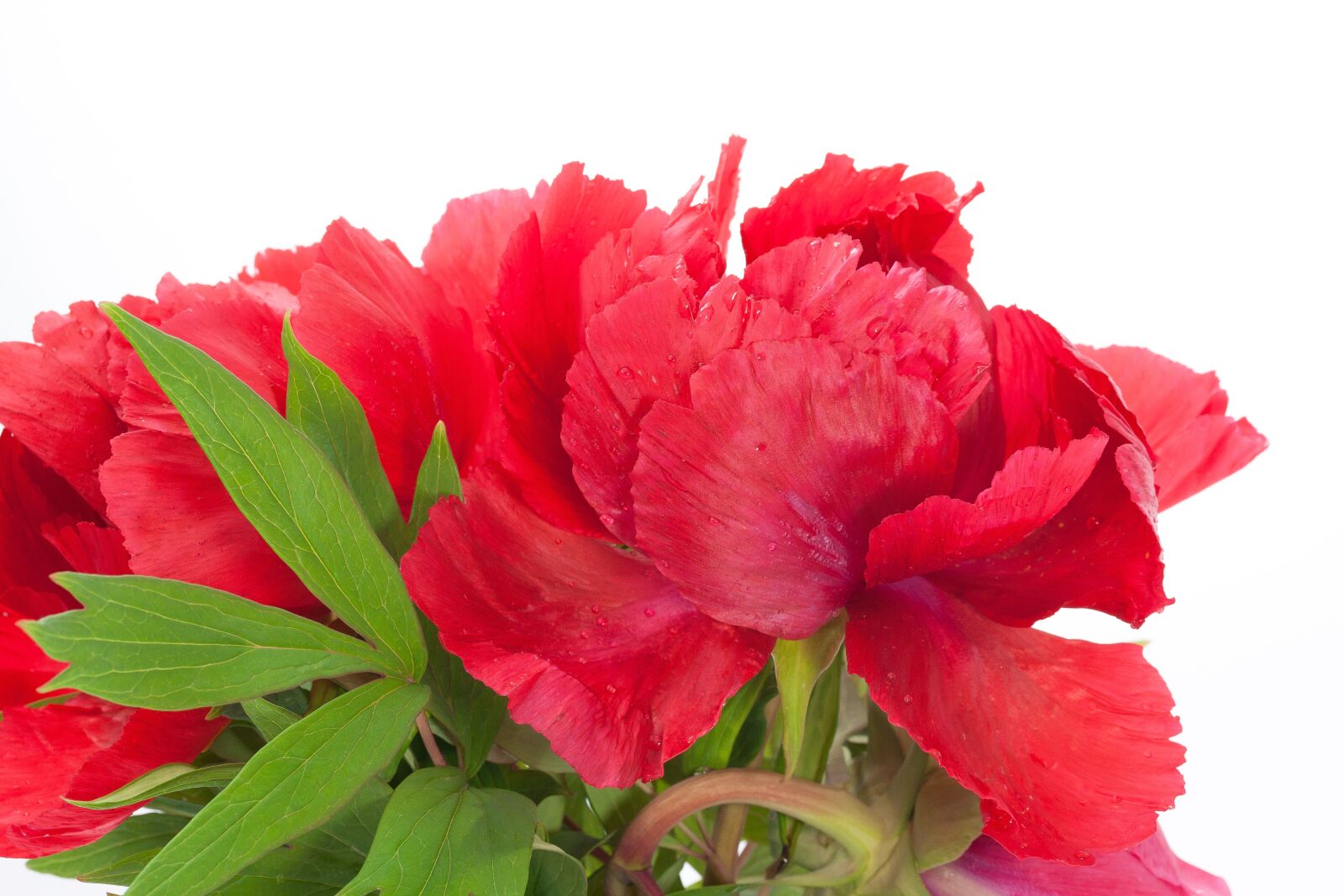 Canon EOS 50D sample photo. Pentecost, peony, flower photography