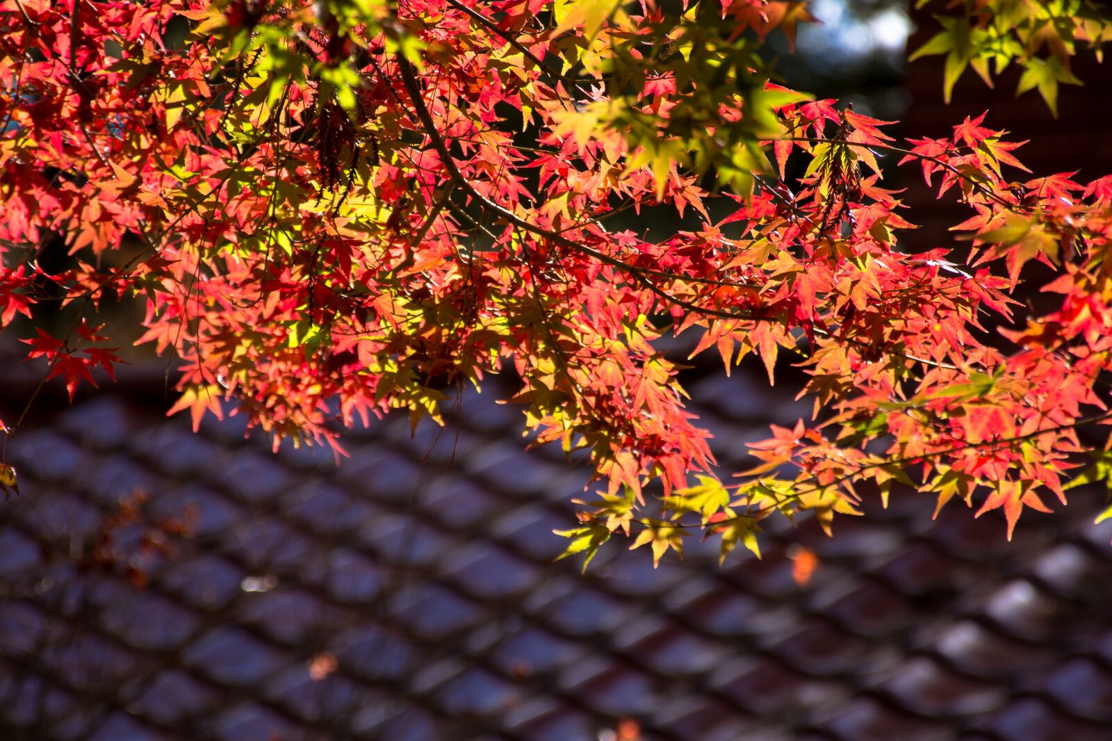 Nikon D7100 sample photo. Maple leaf, antique, autumn photography