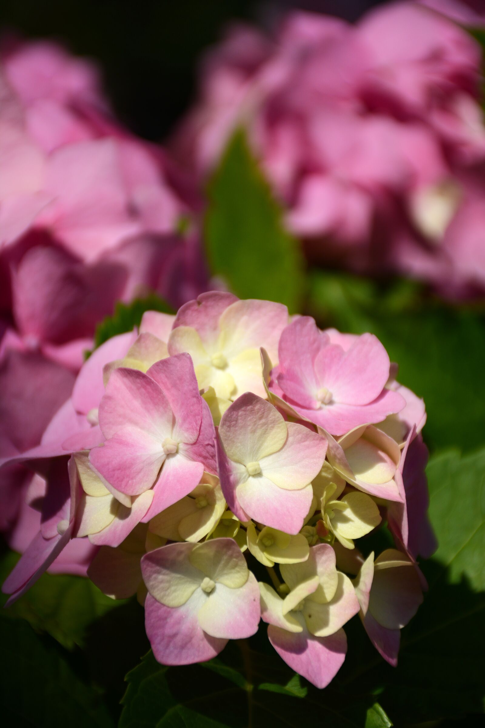 Nikon D7100 sample photo. Flowers, spring, nature photography