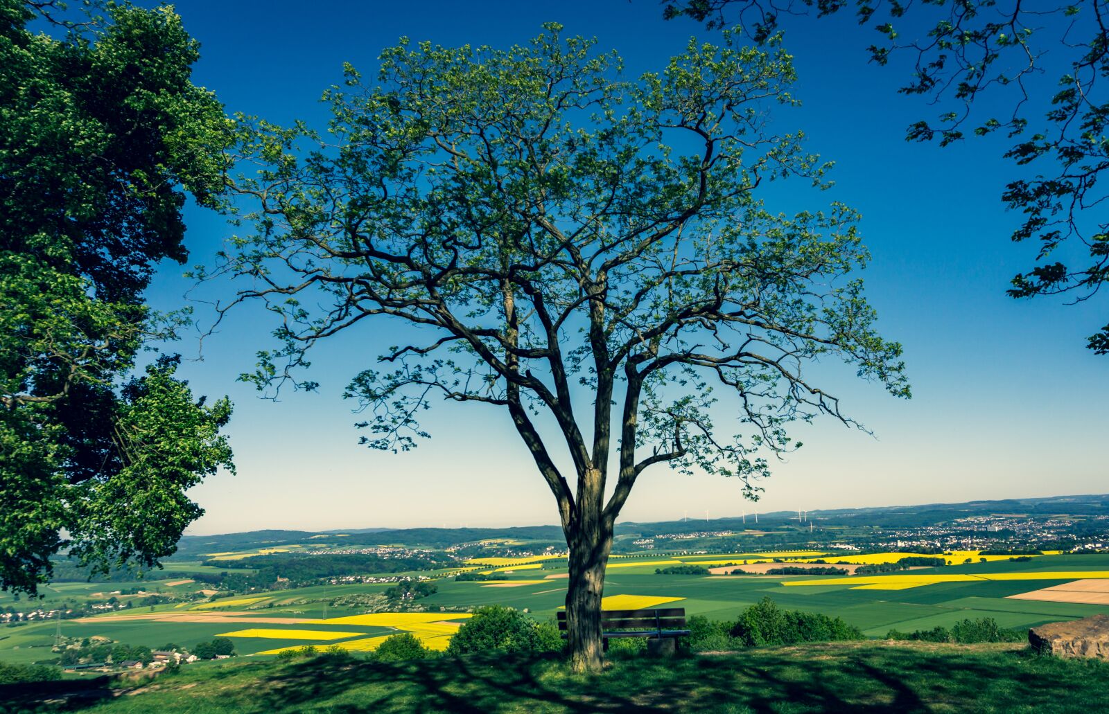 Sony E 16-50mm F3.5-5.6 PZ OSS sample photo. Tree, view, fields photography