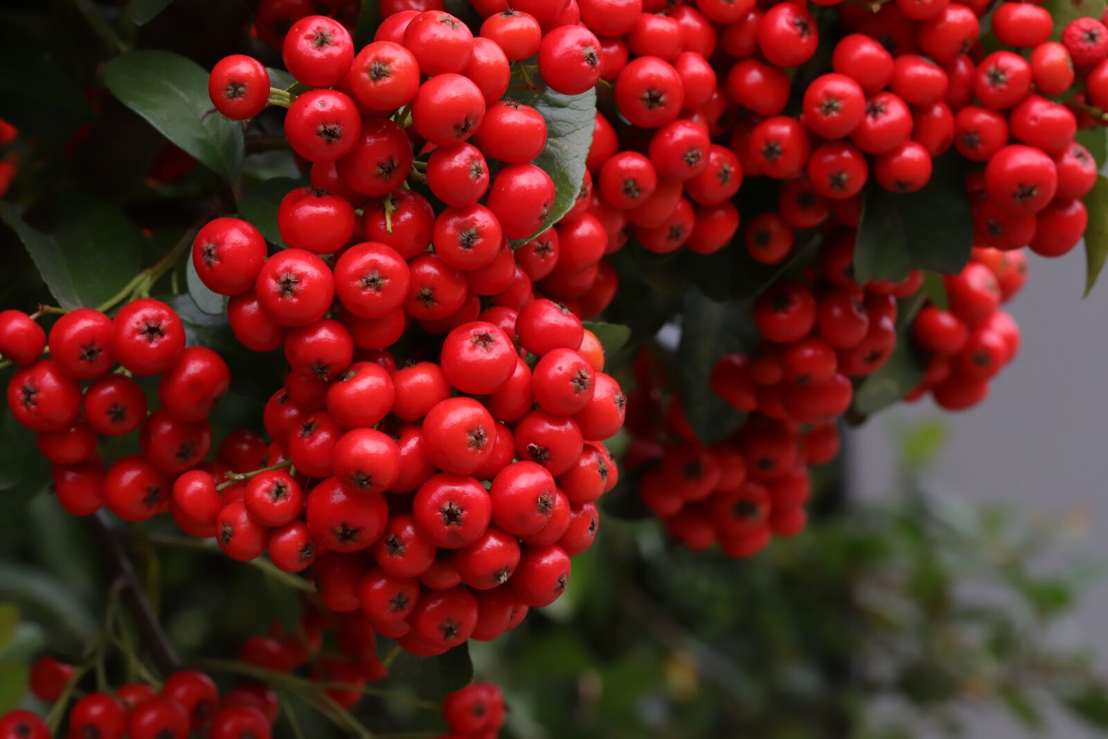 Canon EOS 6D Mark II sample photo. Pyracansas, seasonal, autumn photography