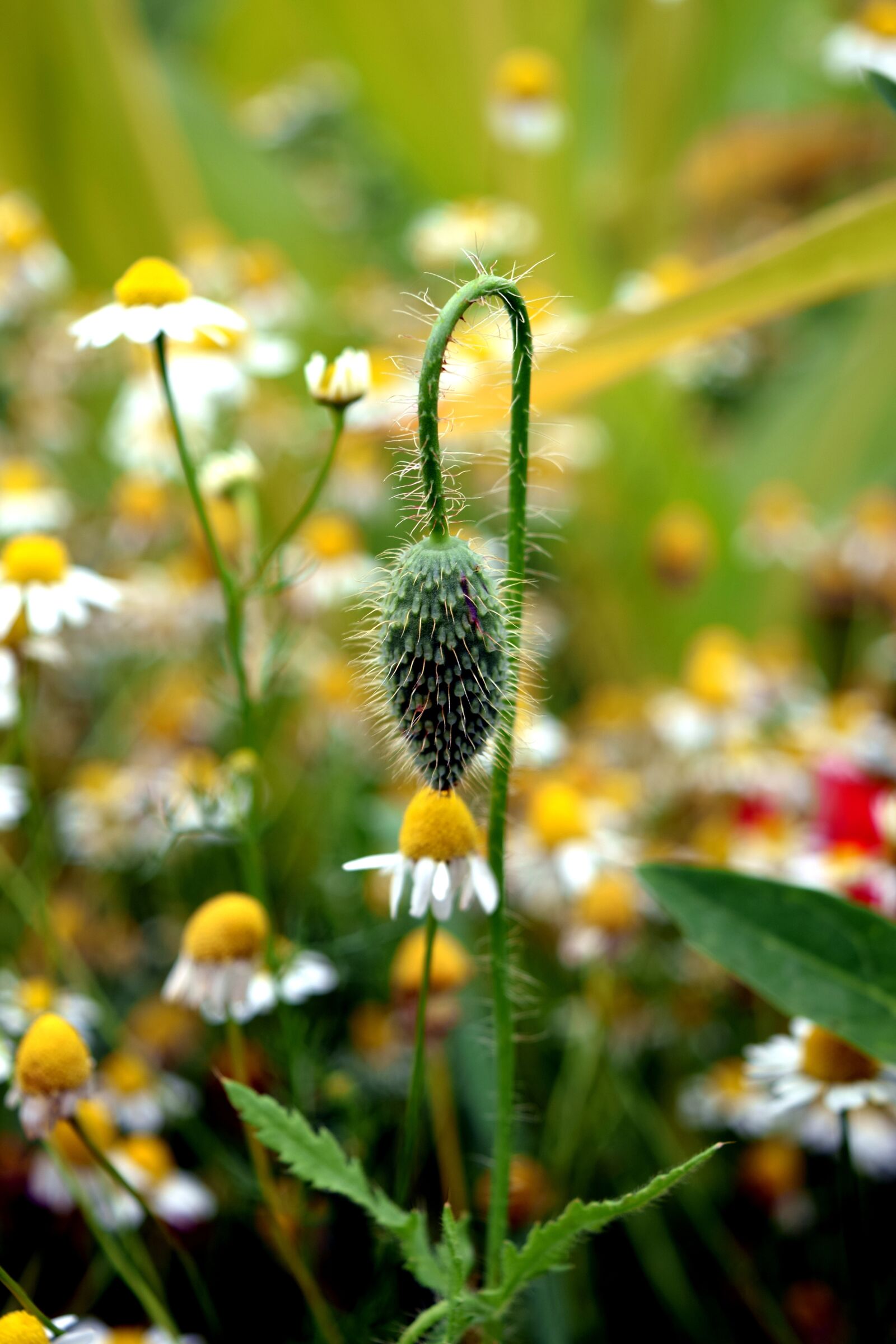 Nikon D5300 sample photo. Poppy, blossom, bloom photography
