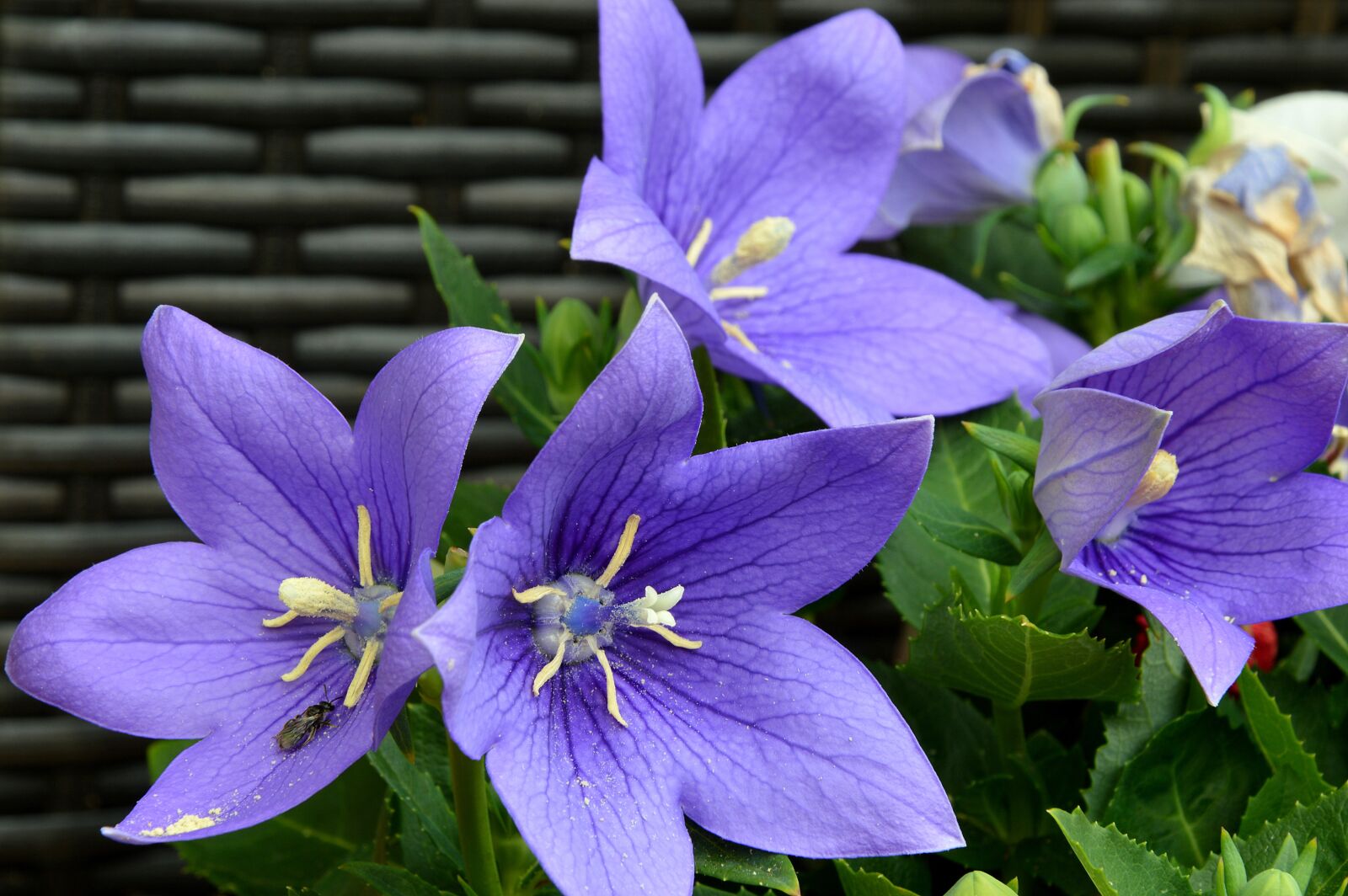 Nikon D3200 sample photo. Flowers, bloom, nature photography
