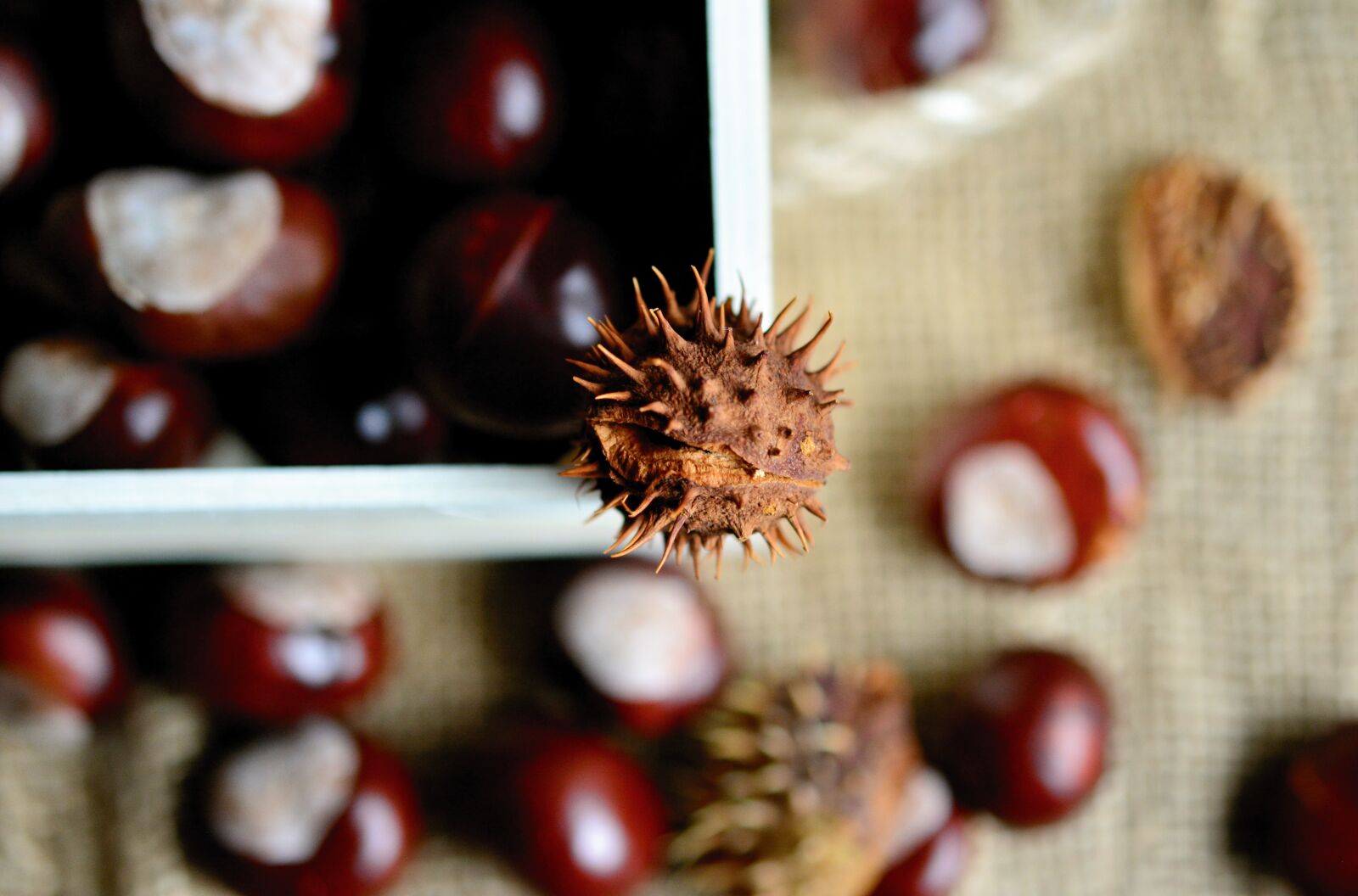 Nikon D5200 sample photo. Chestnut, horse chestnut, gather photography