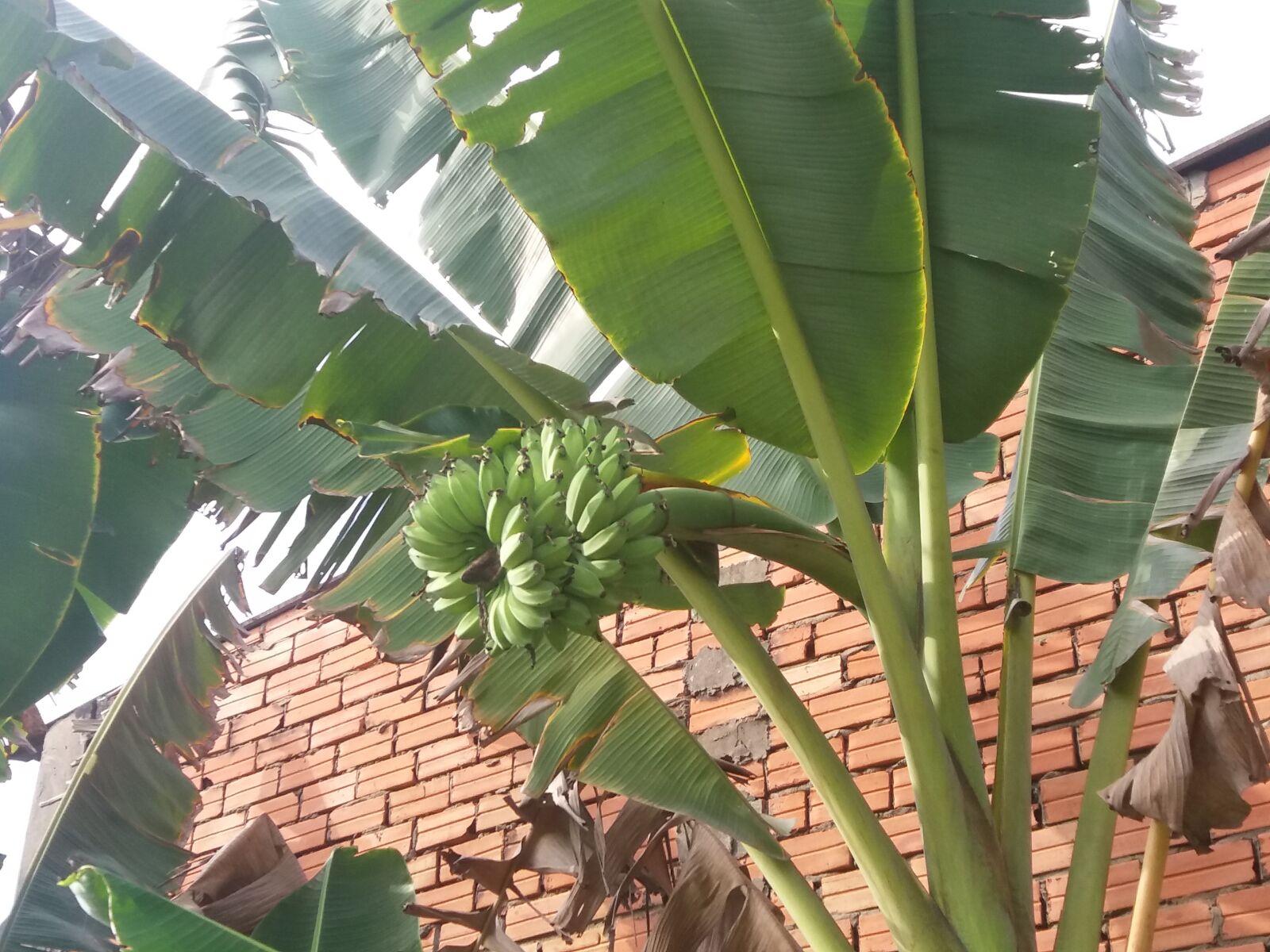 Samsung Galaxy J5 sample photo. Tropical banana, chamber banana photography