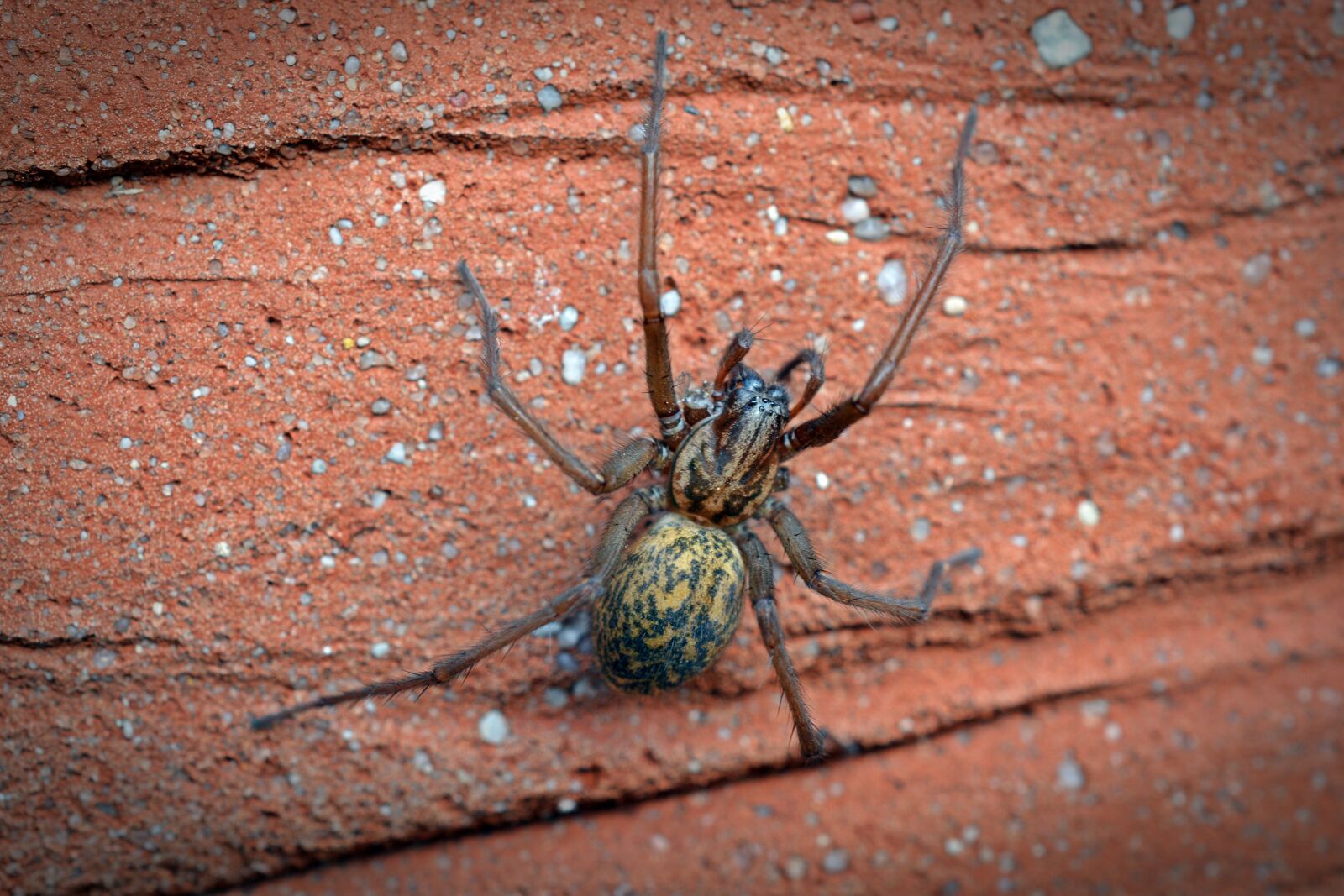 Nikon D5200 sample photo. Spider, house spider, wide photography