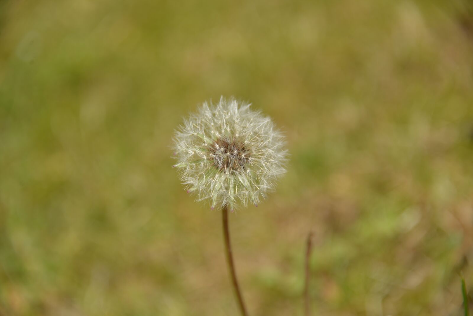Nikon D610 sample photo. Dandelion, plant, nature photography