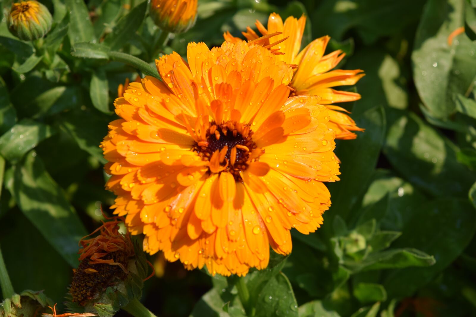 Nikon D3300 sample photo. Orange flower, orange chrysanthemum photography