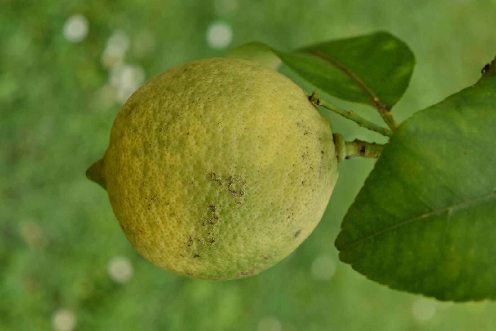 Nikon D5500 sample photo. Citrus, fruit tree, green photography