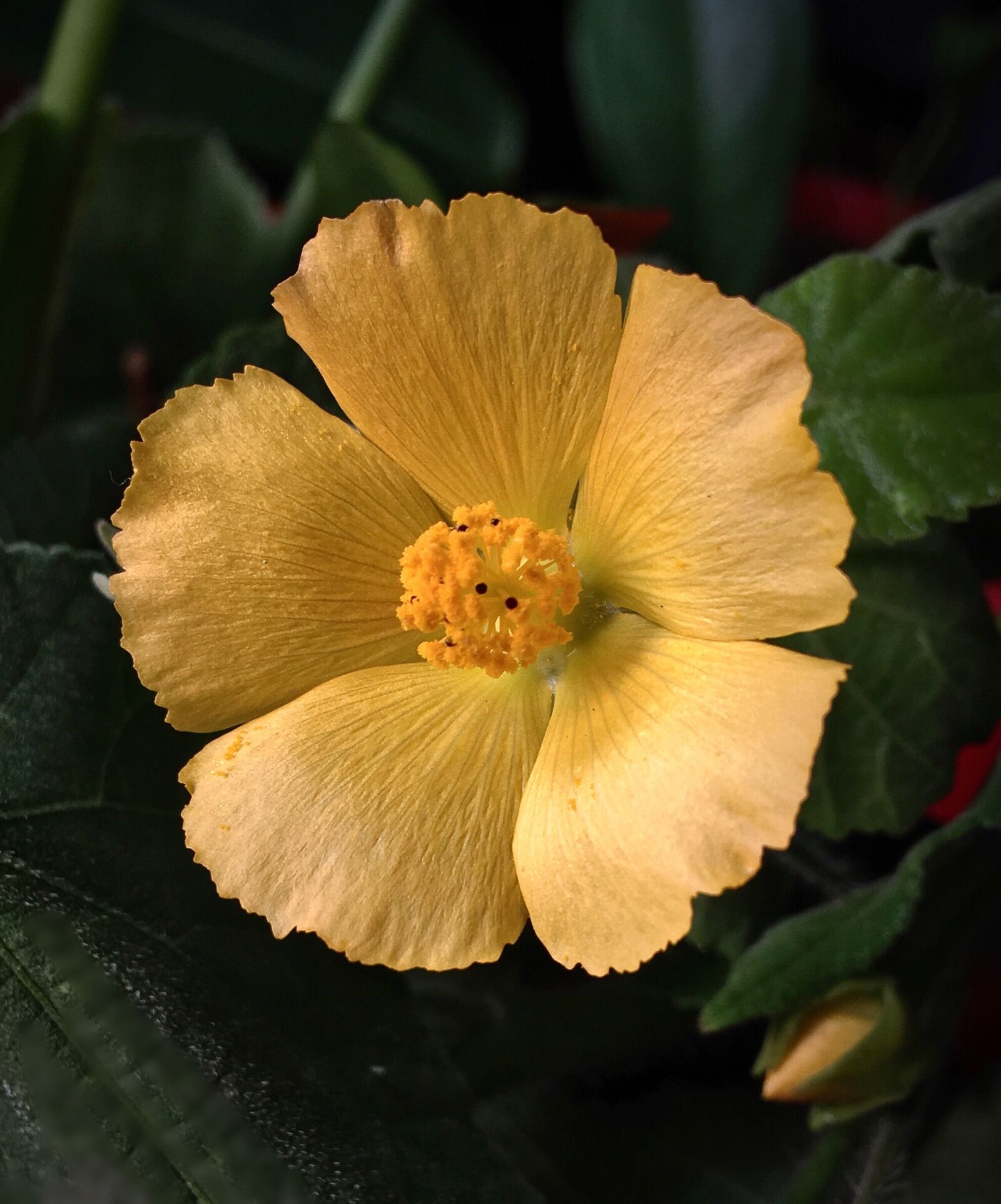 Apple iPhone 6s Plus sample photo. Yellow flower, small, yellow photography