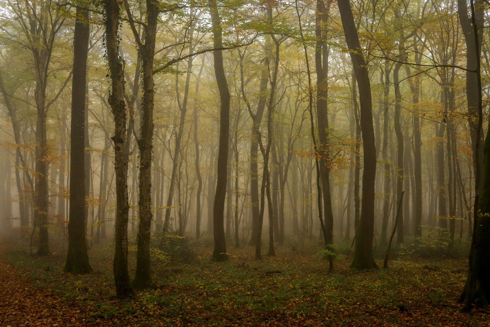 Canon EF-S 24mm F2.8 STM sample photo. Wood, fog, forest photography