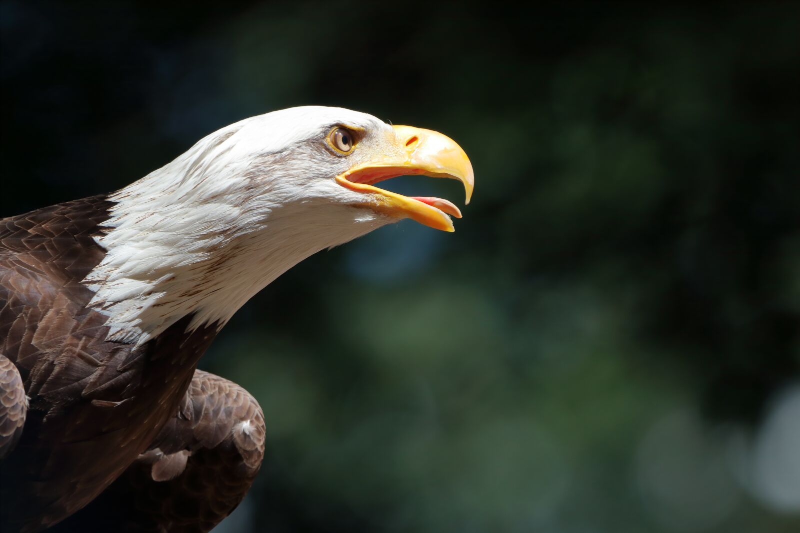 150-600mm F5-6.3 DG OS HSM | Contemporary 015 sample photo. Bald eagles, adler, bird photography