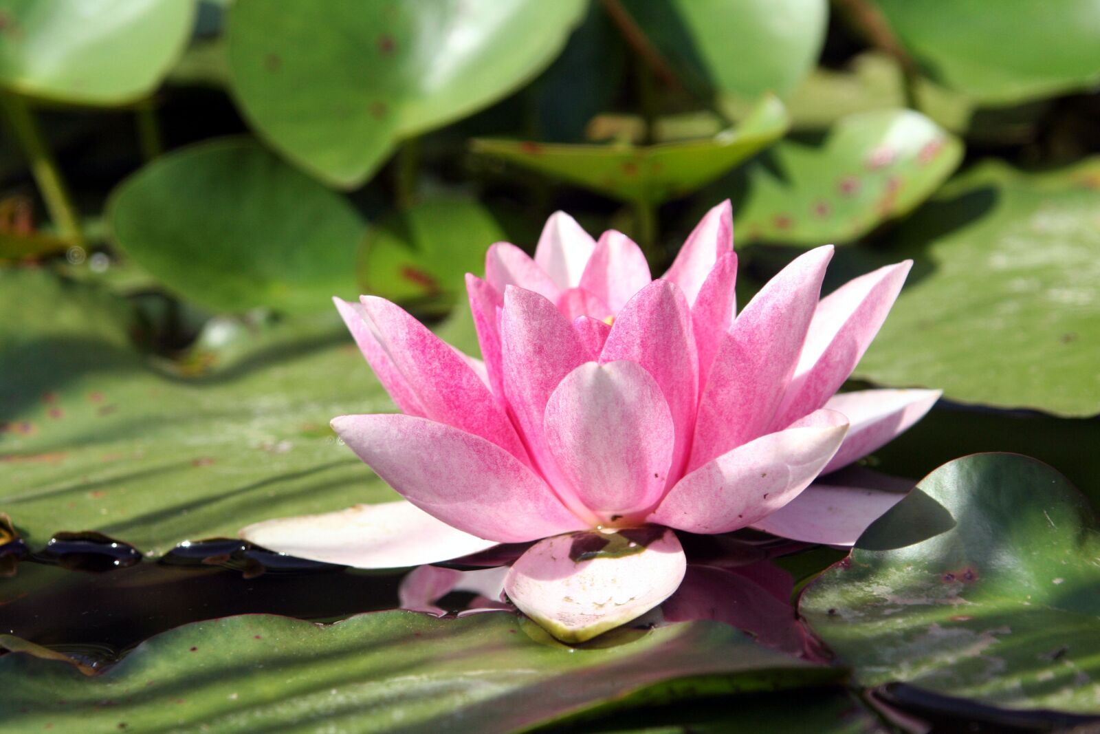 Canon EOS 350D (EOS Digital Rebel XT / EOS Kiss Digital N) sample photo. Water lily, flower, nature photography
