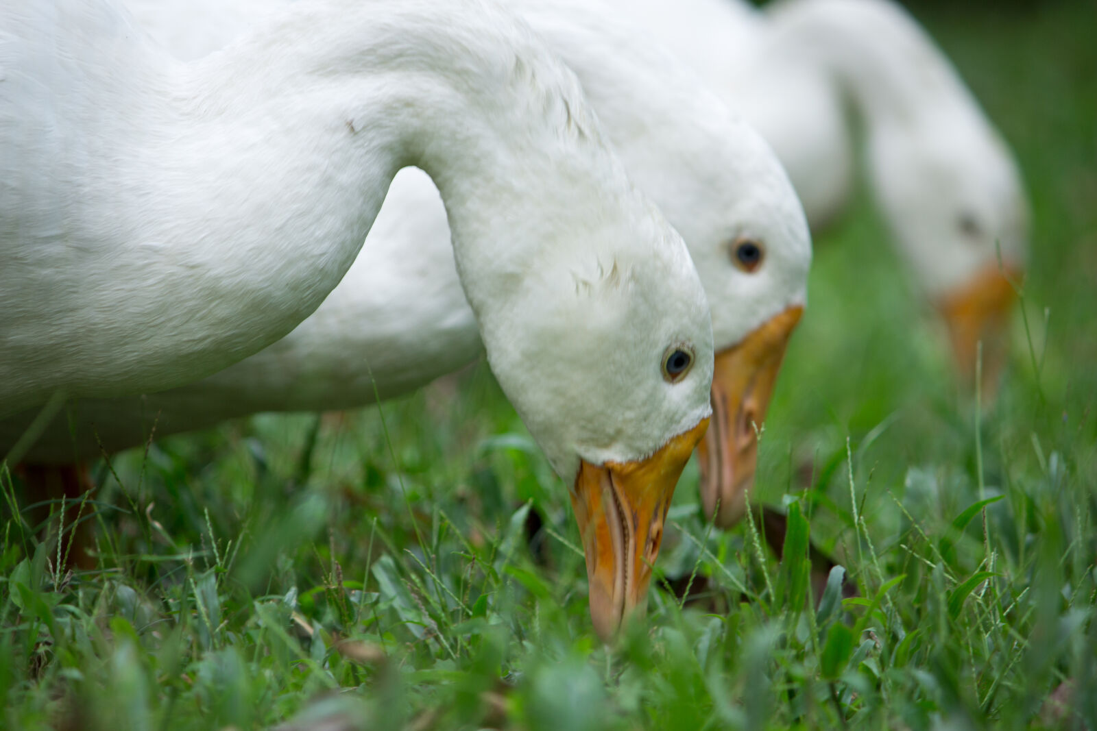 Canon EOS 700D (EOS Rebel T5i / EOS Kiss X7i) sample photo. Three, white, ducks photography