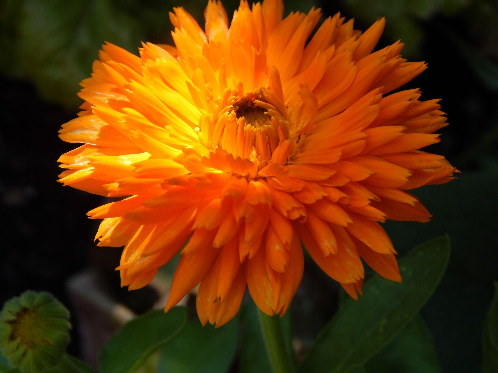 Nikon Coolpix L830 sample photo. Marigold, blossom, bloom photography