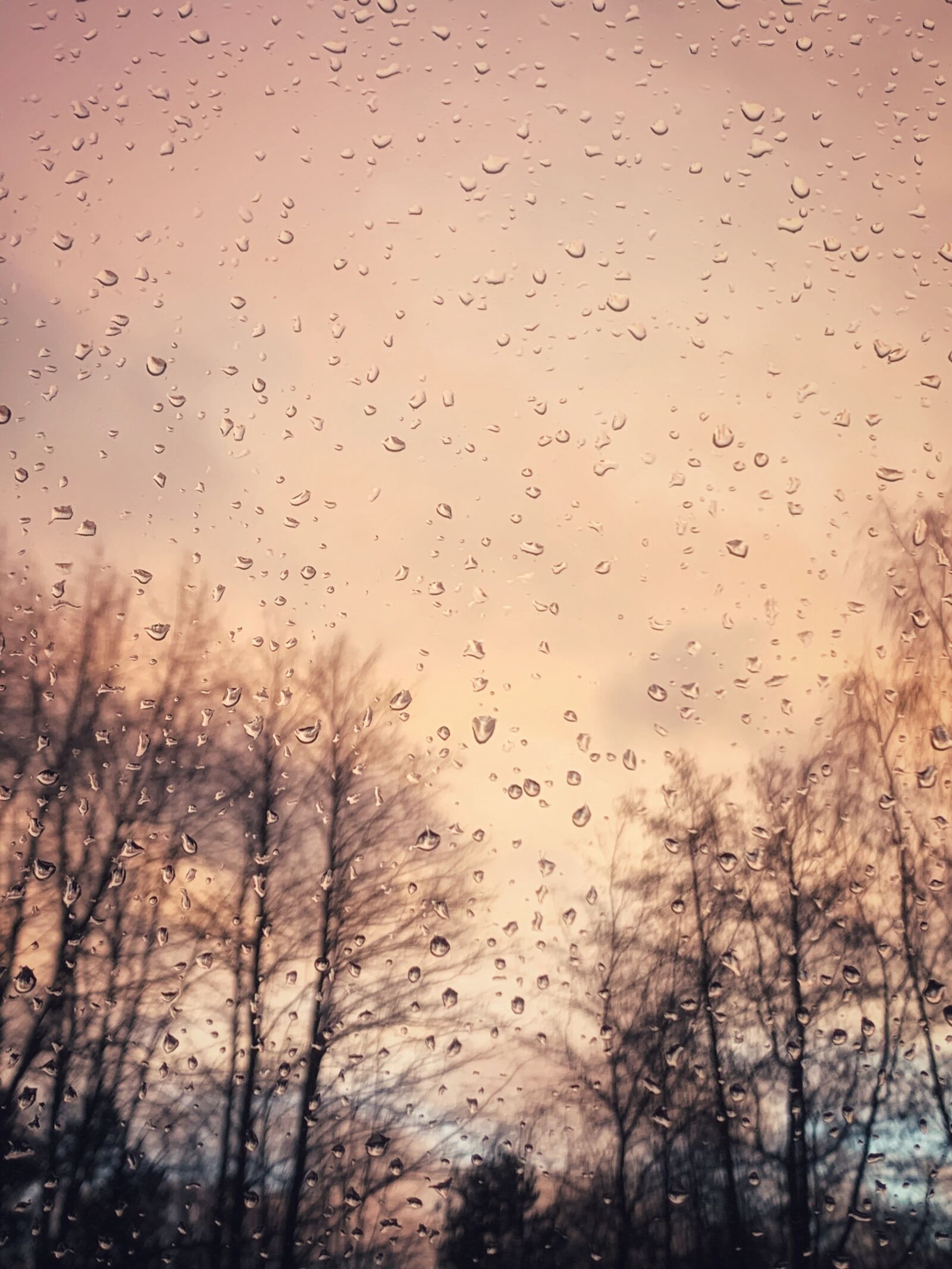 iPhone XS back dual camera 4.25mm f/1.8 sample photo. Dream, trees, raindrop photography