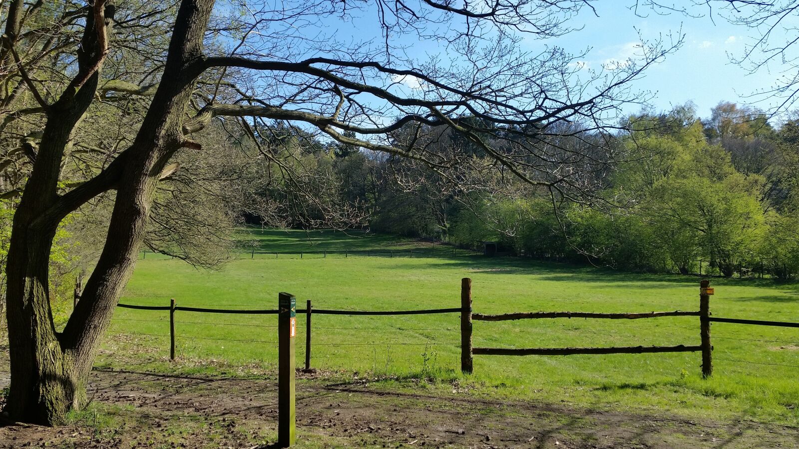 Samsung Galaxy S5 sample photo. Forest, glade, gate photography