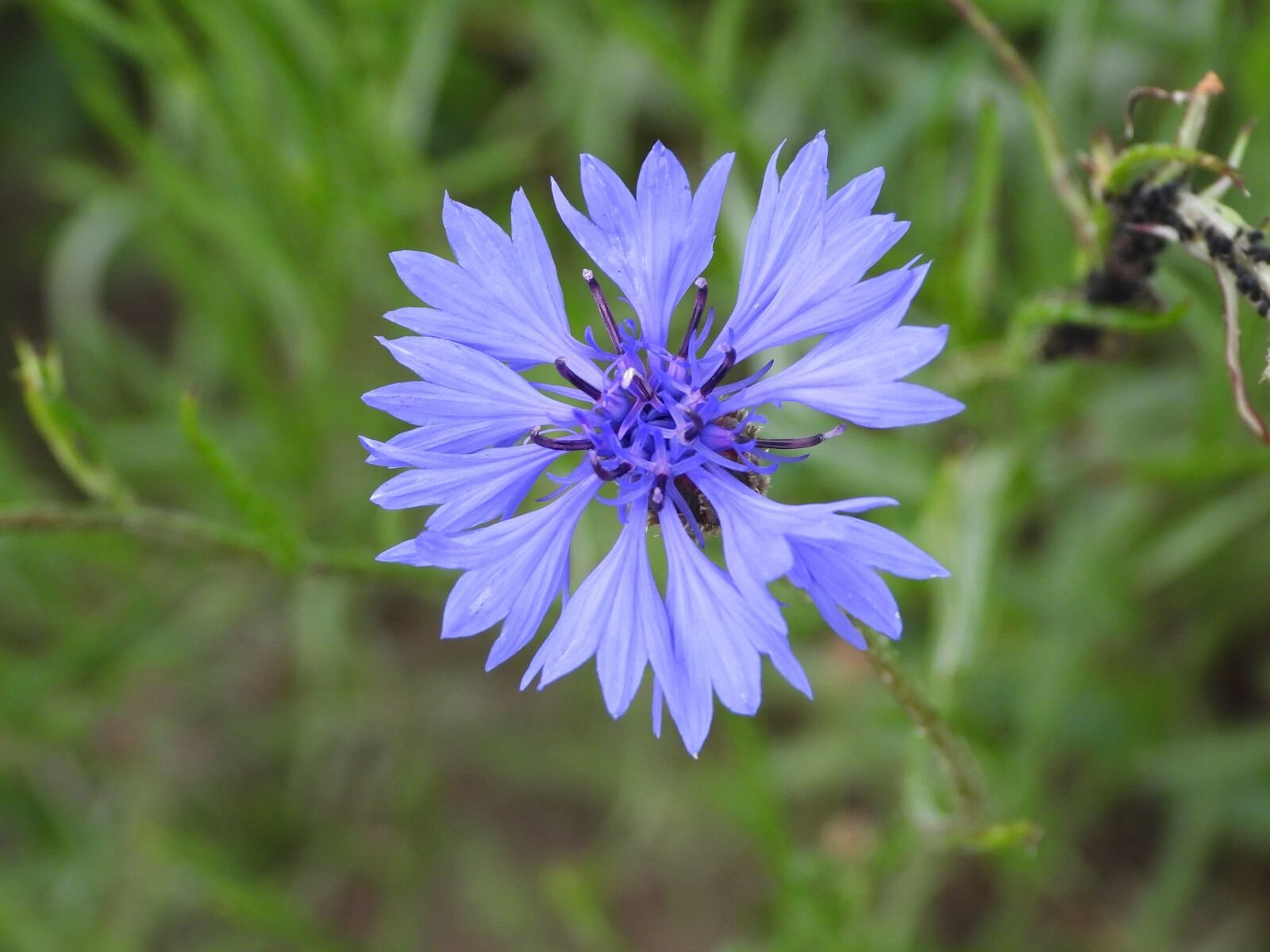 Nikon Coolpix P1000 sample photo. Cornflower, a flower of photography