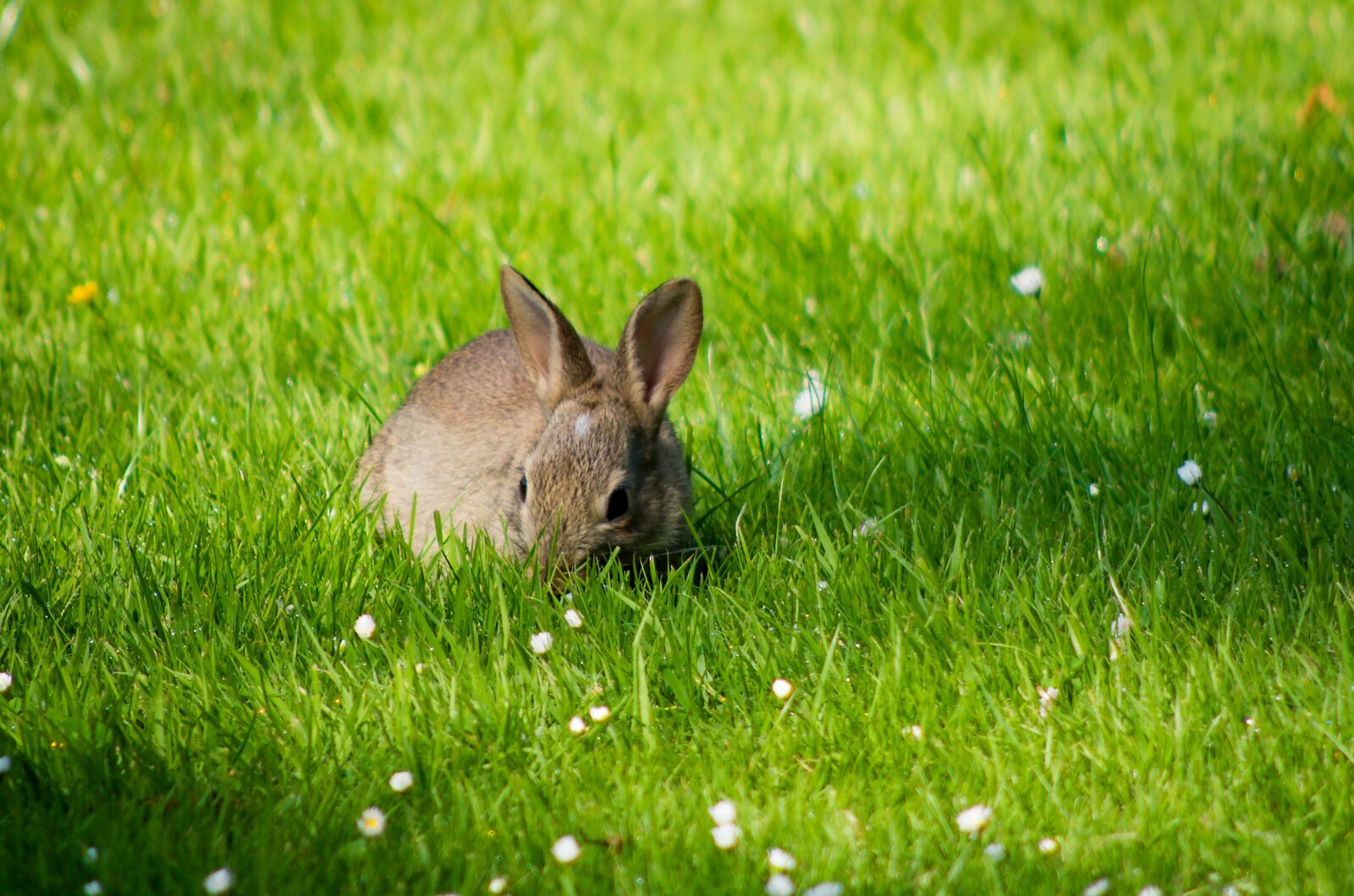 HD Pentax DA 55-300mm F4.0-5.8 ED WR sample photo. Rabbit, grass, meadow photography