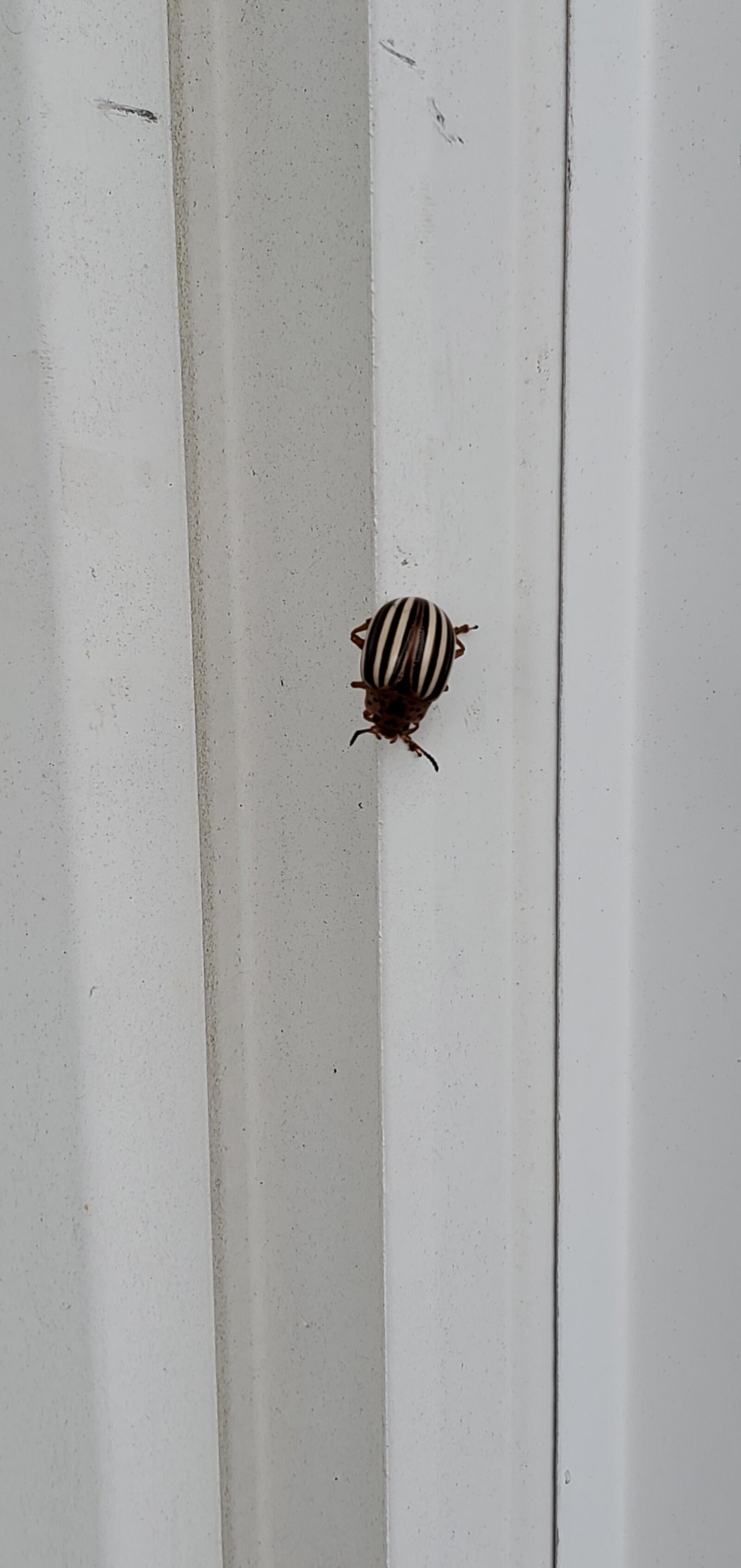 Samsung Galaxy S10 sample photo. Beetle, bug, stripes photography