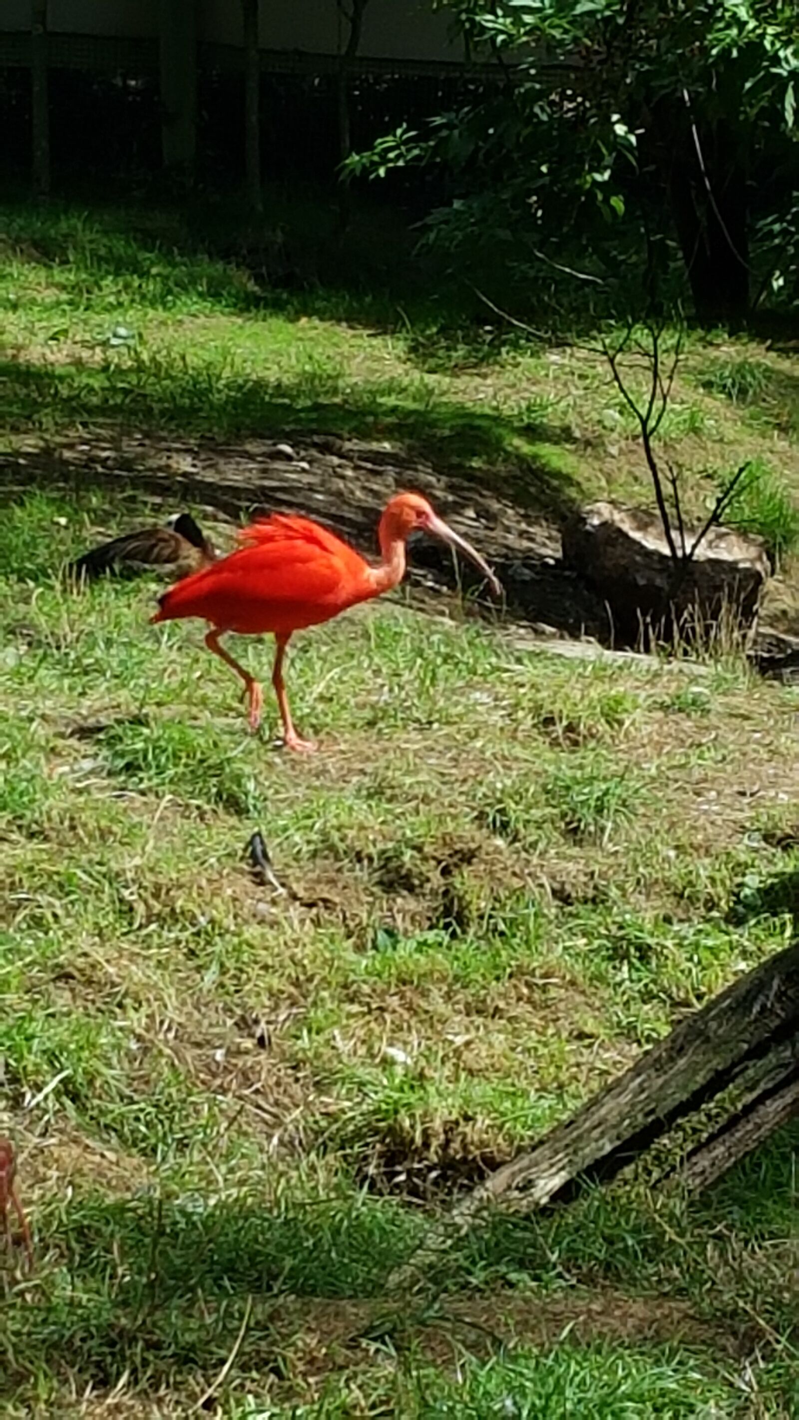 Samsung SM-G930F sample photo. Africa, ibis, red photography