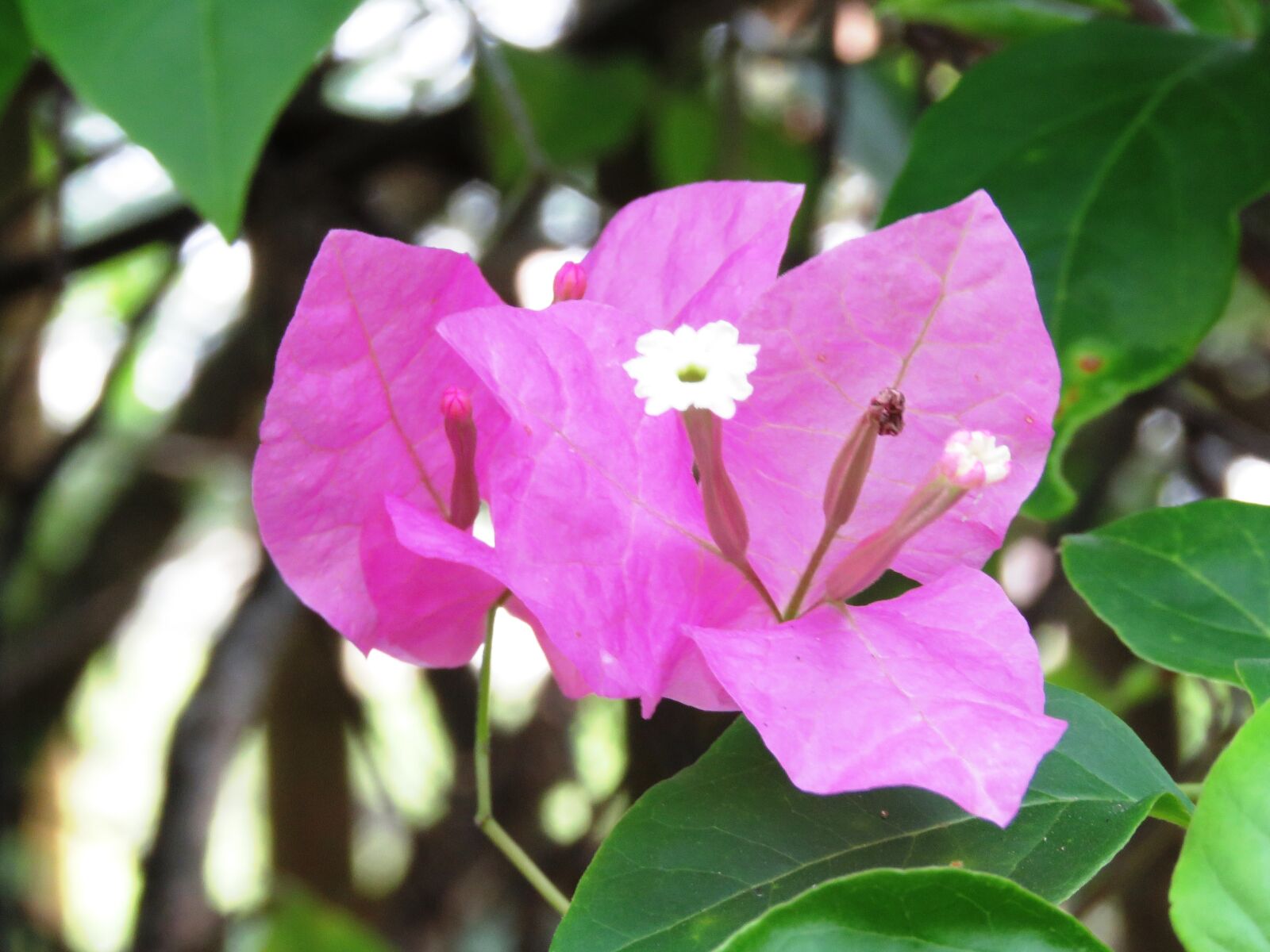 Canon PowerShot SX60 HS sample photo. Fresh, flower, zoom photography