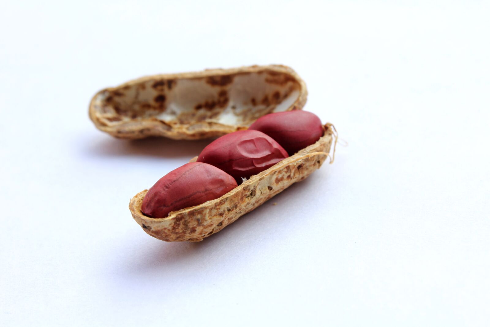Canon EOS 550D (EOS Rebel T2i / EOS Kiss X4) sample photo. Peanuts, cover, nut photography