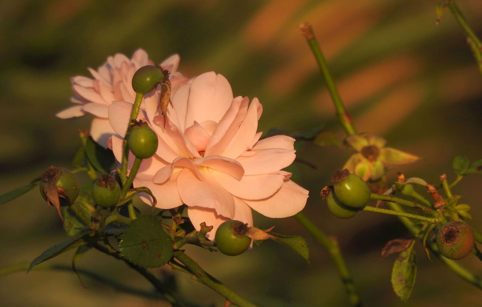 Nikon Coolpix P900 sample photo. Rose, blossom, bloom photography