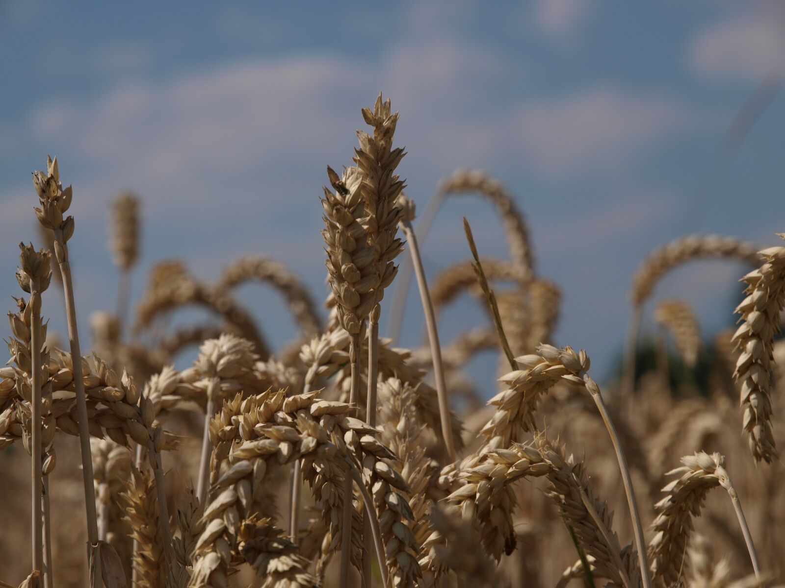 Olympus E-3 sample photo. Wheat, field, agriculture photography