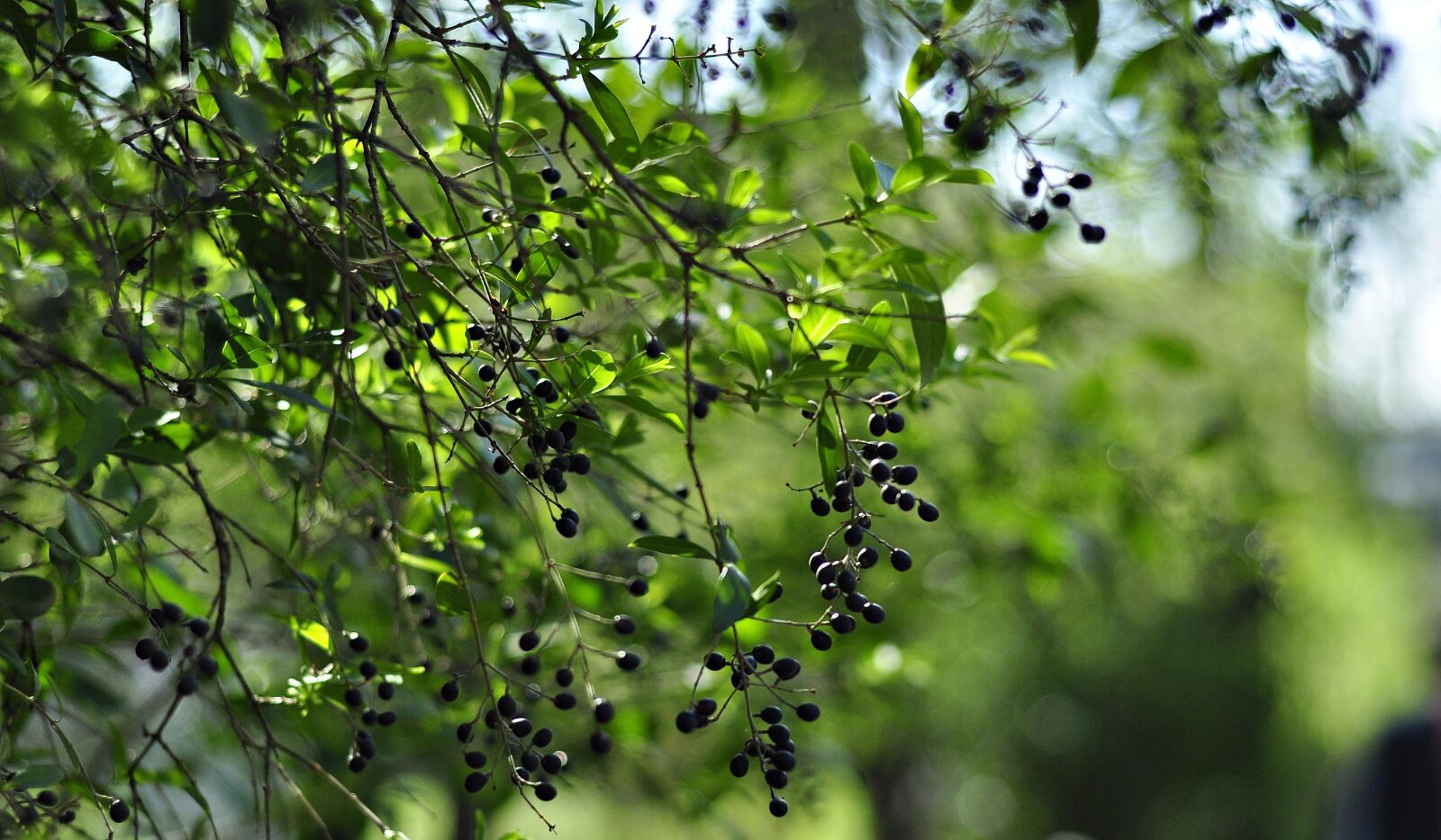 Nikon D90 sample photo. Nature, plant, berry photography