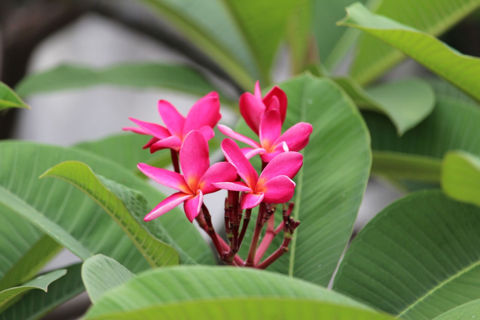 Canon EF-S 55-250mm F4-5.6 IS STM sample photo. More information, pink, fragrapanti photography