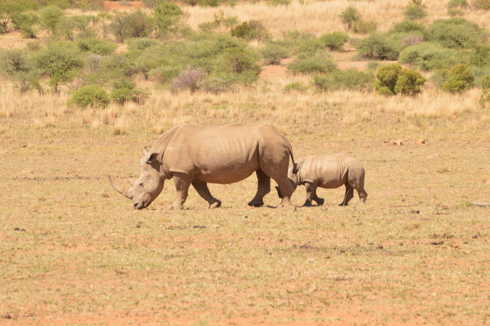 Nikon D3200 sample photo. Rhino, wild, africa photography