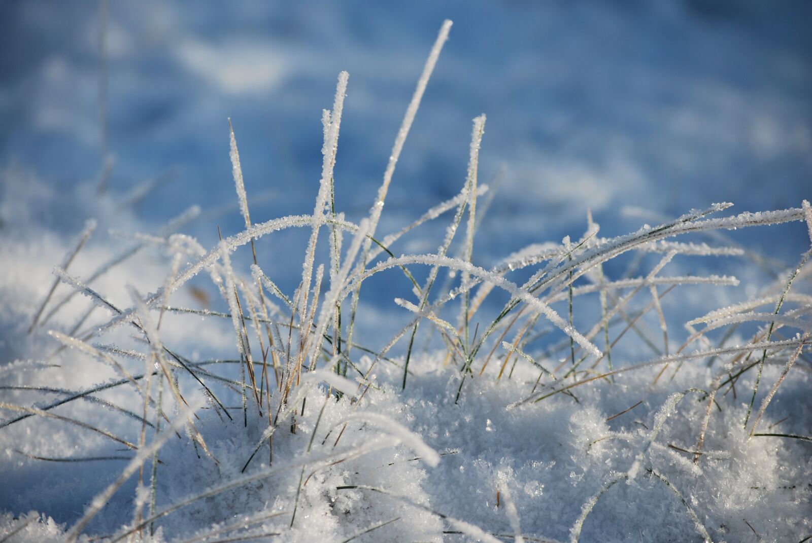 Nikon D60 sample photo. Winter, frost, nature photography