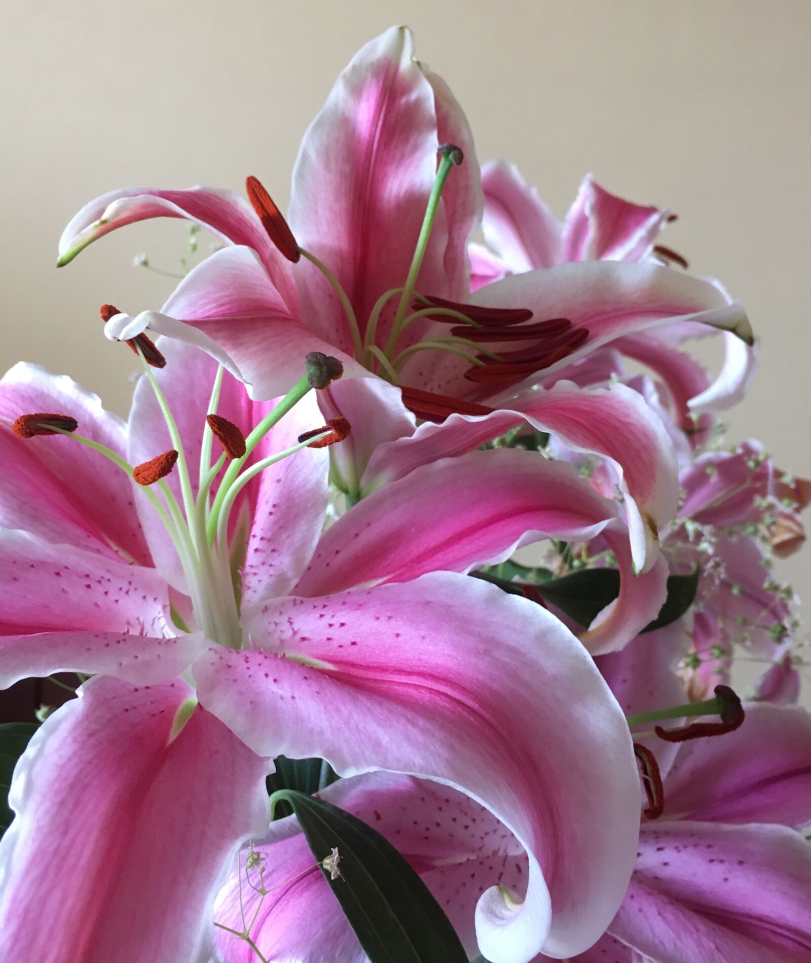 iPhone SE back camera 4.15mm f/2.2 sample photo. Lilies, flowers, nature photography