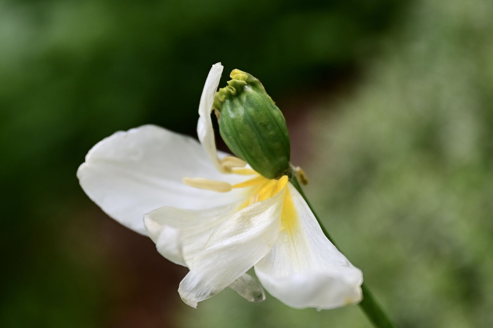 Nikon Nikkor Z 24-70mm F2.8 S sample photo. Tulip, blossom, bloom photography