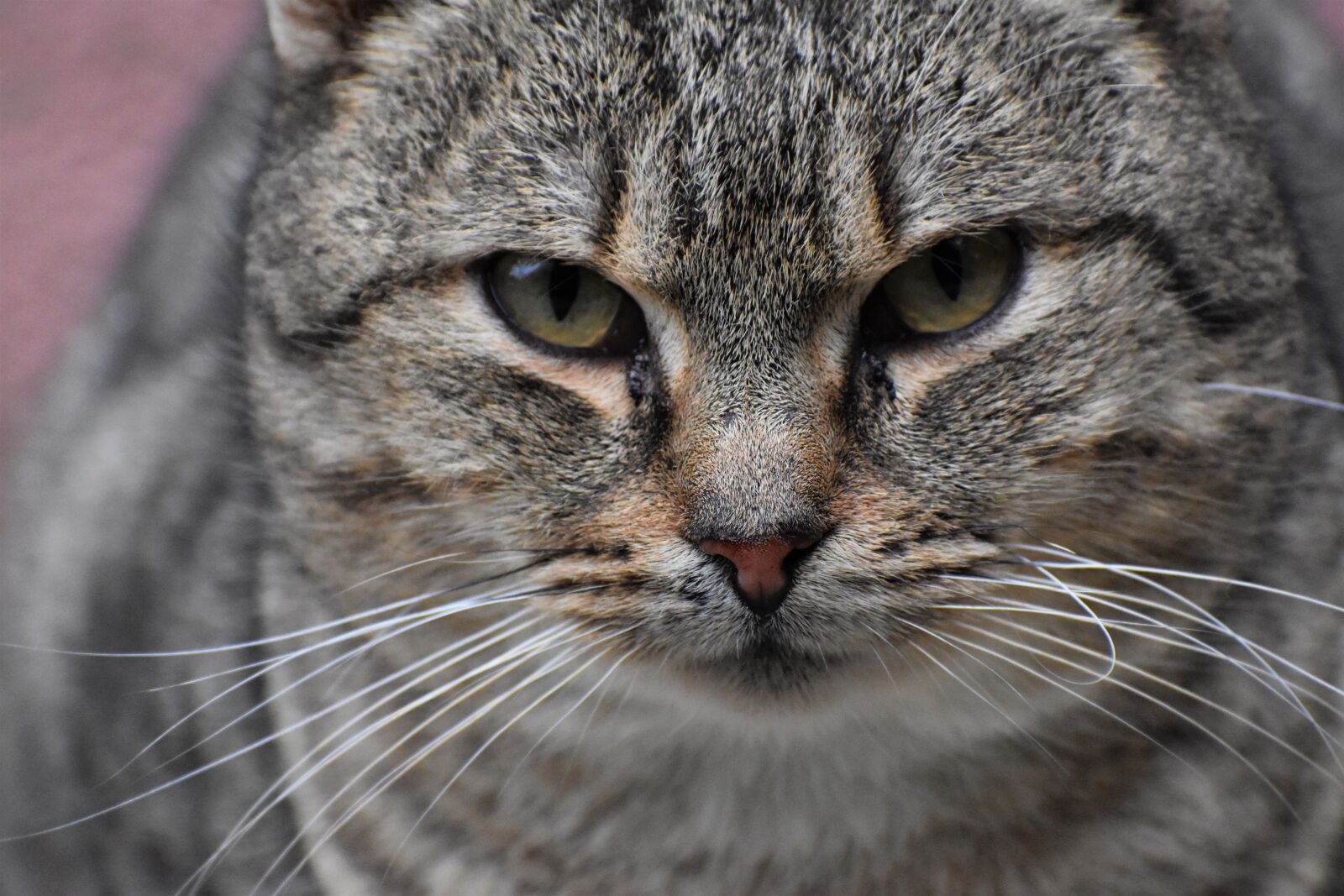 Nikon D3500 sample photo. Cat, face, detail photography