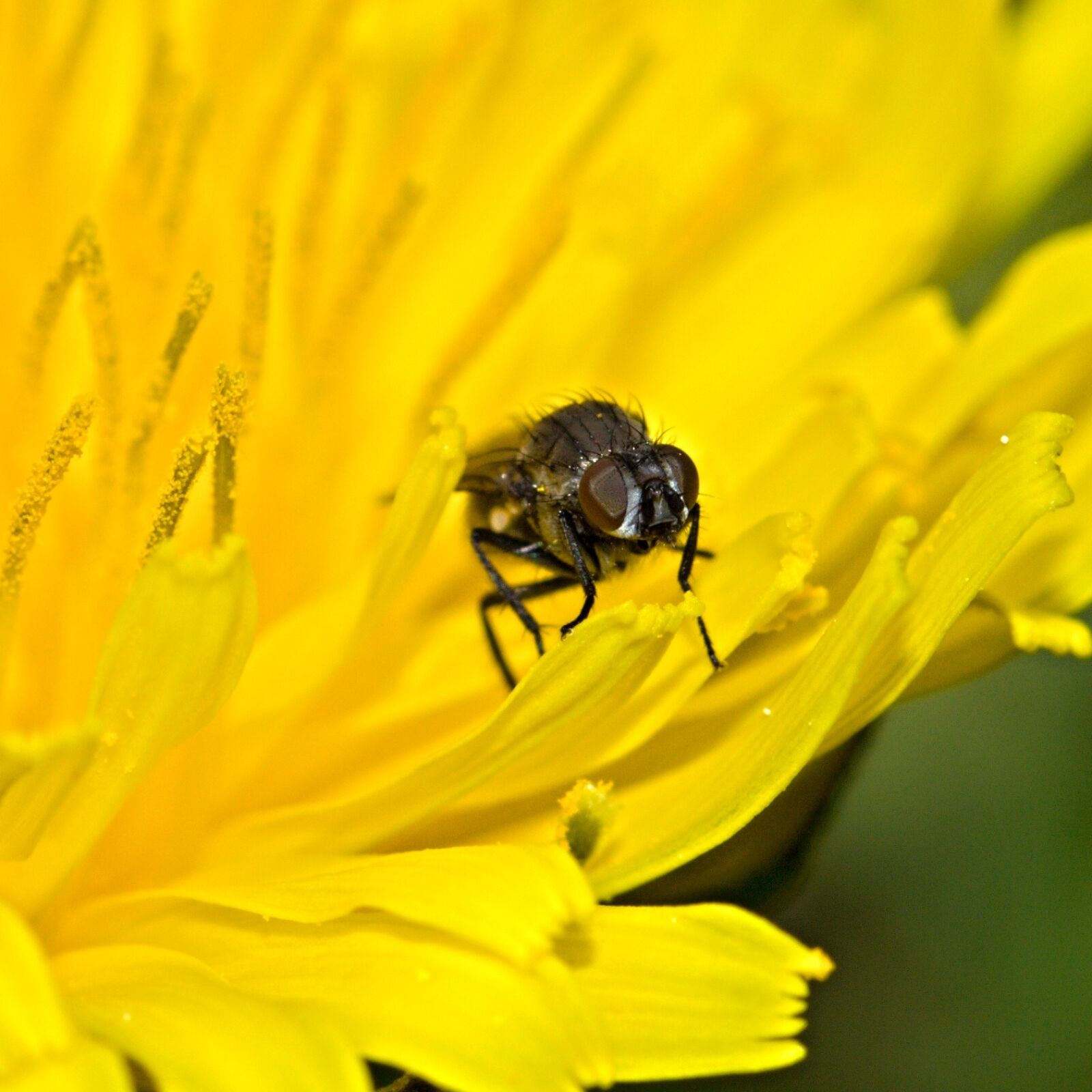 Canon EOS 50D sample photo. Flower, yellow, petals photography