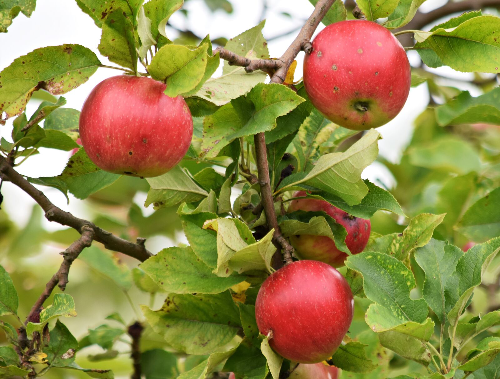 Nikon D5300 sample photo. Apple, apples, fruit photography