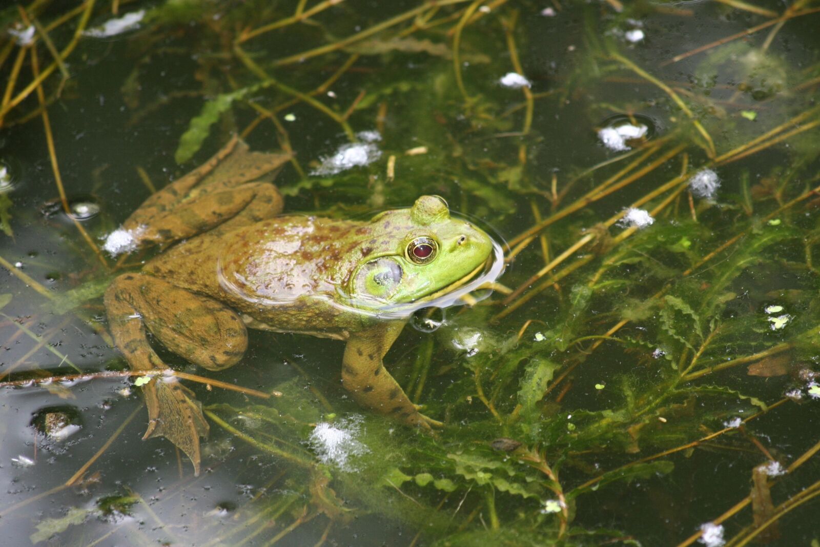 Canon EOS 350D (EOS Digital Rebel XT / EOS Kiss Digital N) sample photo. Frog, swim, green photography