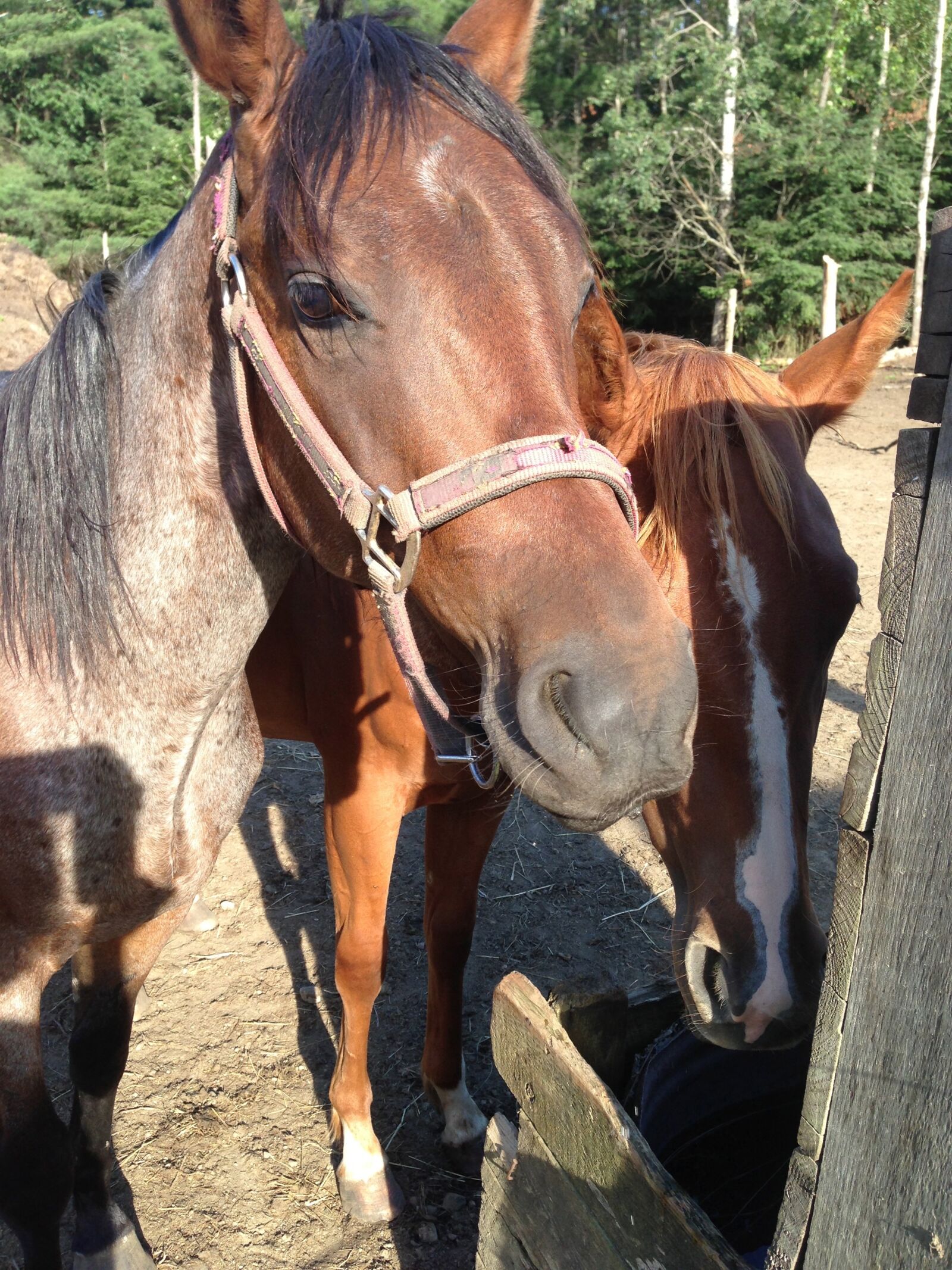 Apple iPhone 5 sample photo. Horses, horse head, animal photography