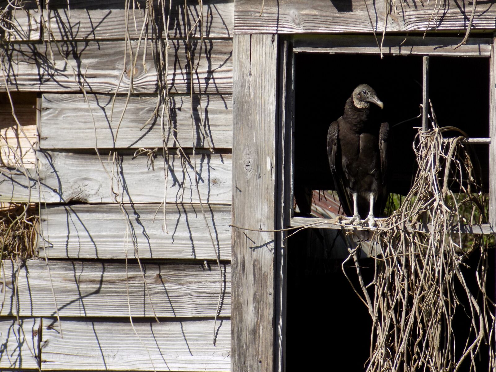 Nikon COOLPIX L340 sample photo. Vulture, death, scavenger photography