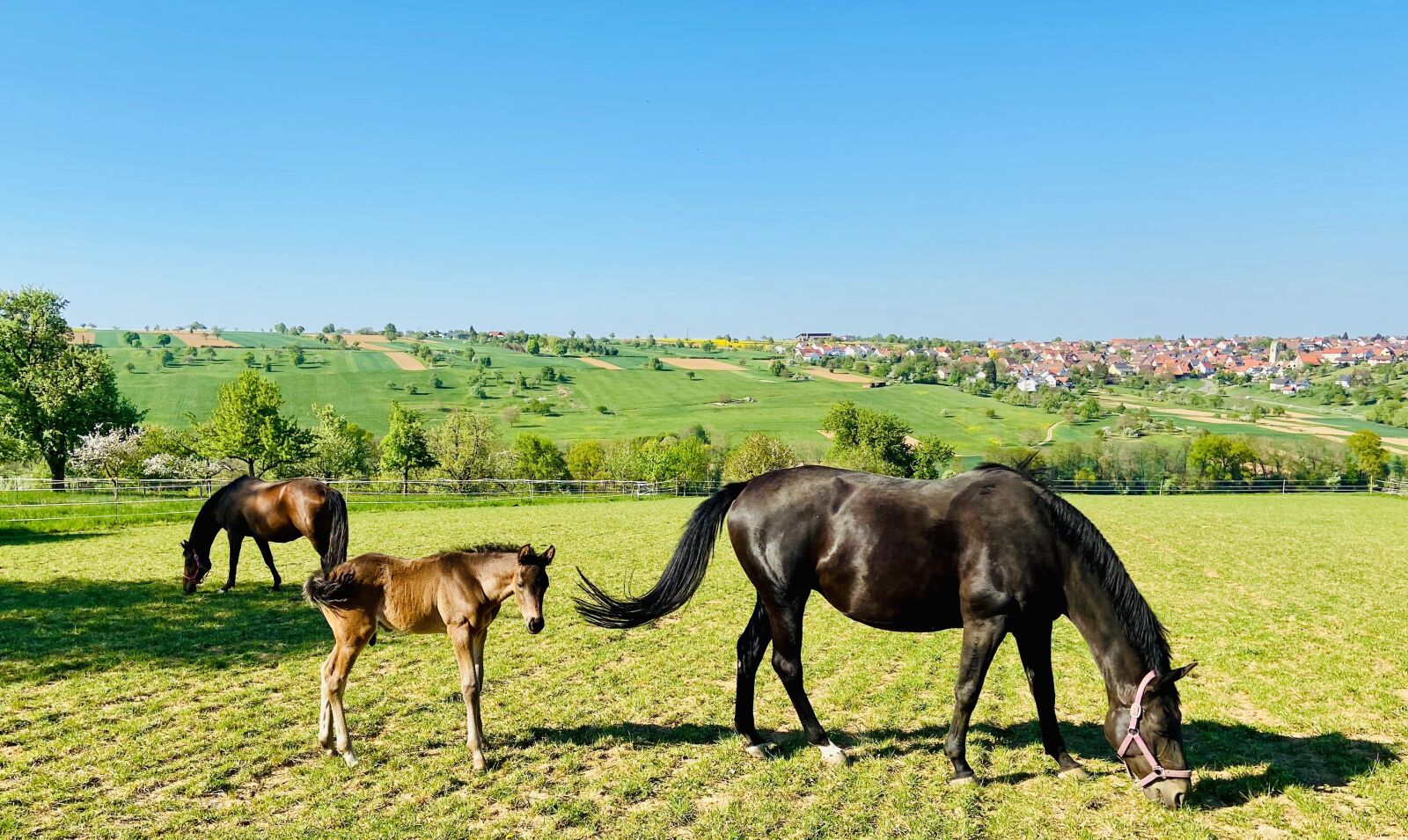 Apple iPhone 11 sample photo. Horse, foal, nature photography