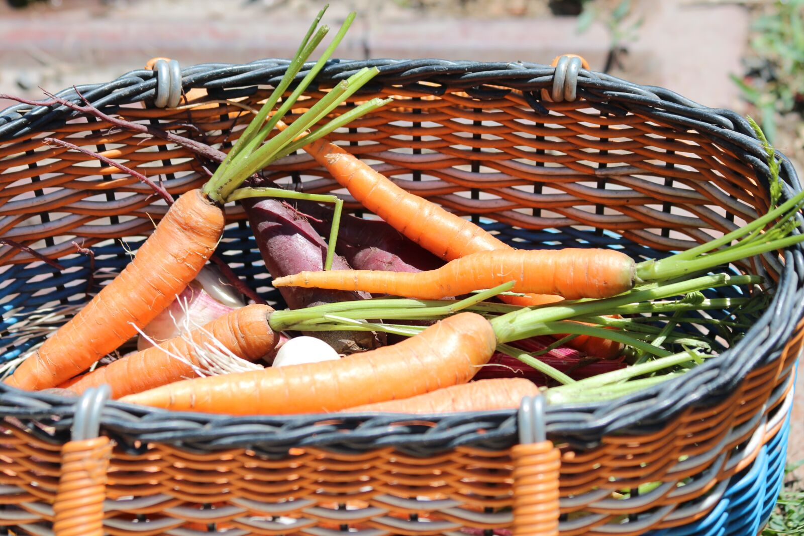 Canon EOS 650D (EOS Rebel T4i / EOS Kiss X6i) + Canon EF 70-300mm F4-5.6 IS USM sample photo. Carrot, basket, harvest photography